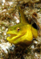   yellowface pikeblenny  